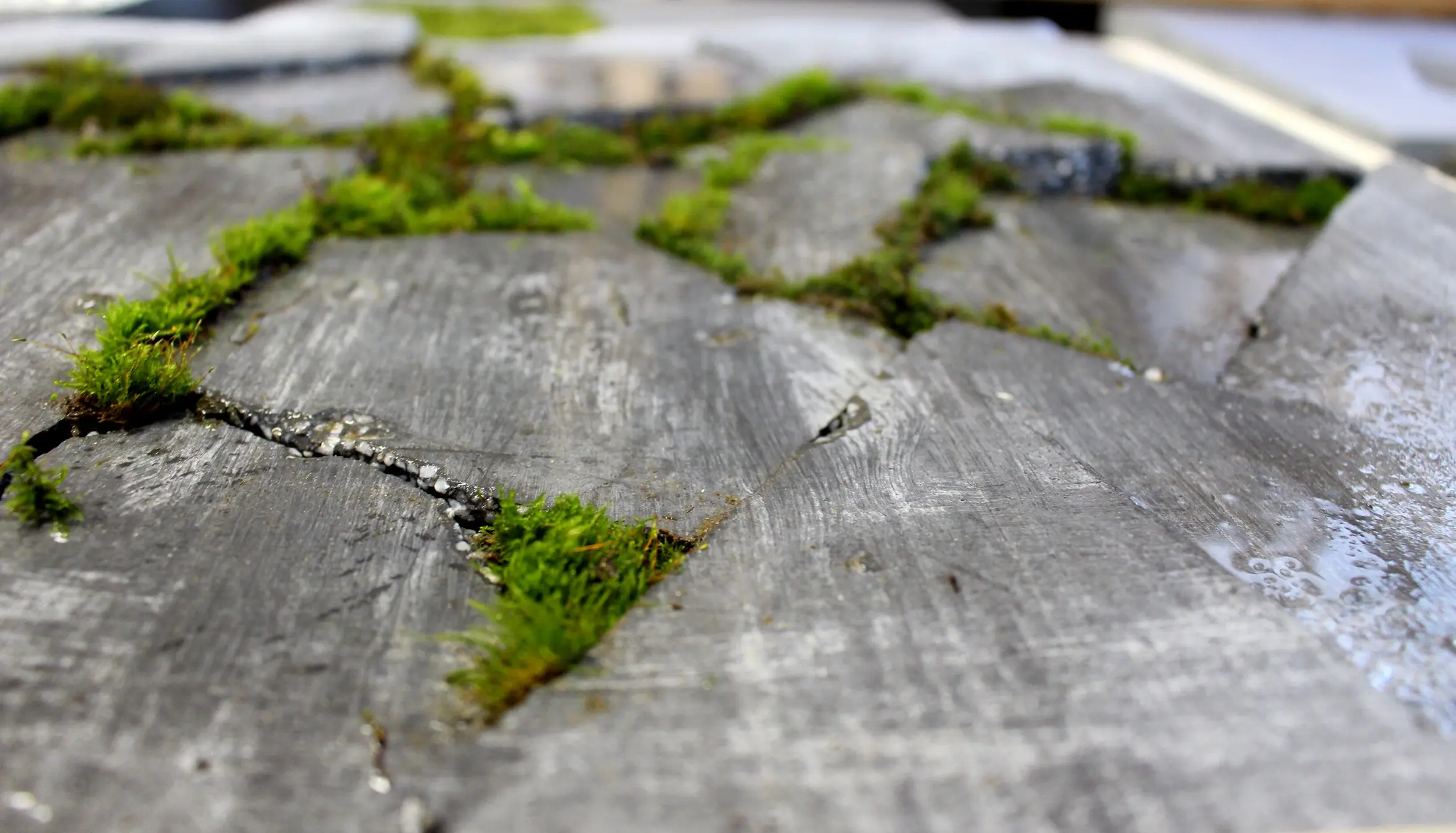 Banu Ferenc - Beton fesztivál